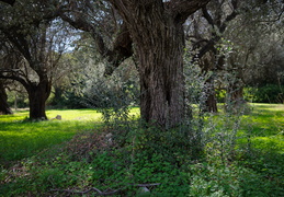 olive trees